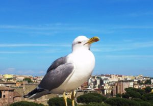 Vue sur Rome avec un goéland en premier plan depuis le monument à Victor-Emmanuel II