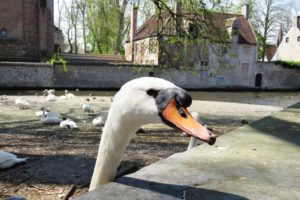 Gros plan sur un cygne depuis la place de la vigne à Bruges