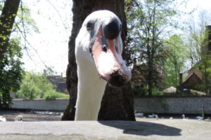 Gros plan sur un cygne depuis la place de la vigne à Bruges