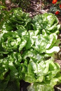 Salades dans le potager.