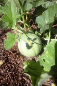 Melon dans le potager.