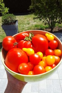 Récolte de tomates du jardin.