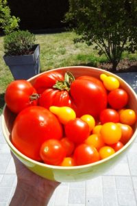 Récolte de tomates du jardin.