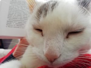 Chat qui dort pendant la lecture de mon livre.