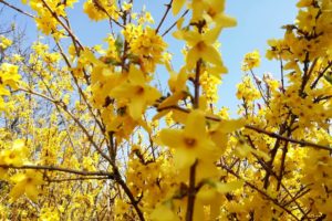 Arbuste forsythia en fleurs couleur jaune or.