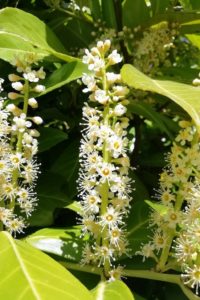 Fleurs d'arbre du jardin.