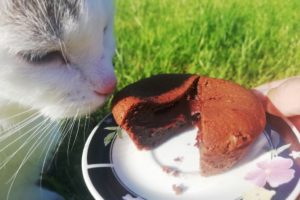 Chat attiré par fondant au chocolat.