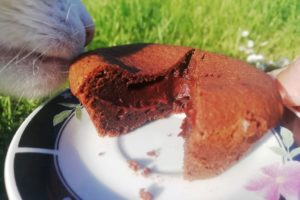 Chat attiré par fondant au chocolat.