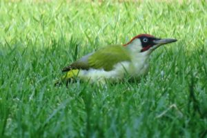 Oiseau pic vert sur la pelouse.