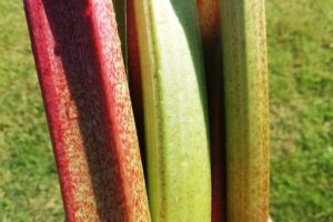 Tiges de rhubarbe