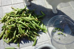 Petit pois en train d'être écossés