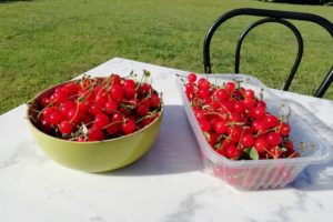 Récolte de cerises