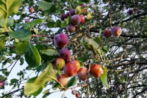 Prunes sur l'arbre