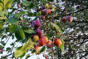 Prunes sur l'arbre