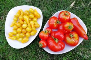 Assiettes avec des tomates jaunes et tomates rouges du jardin