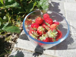 Saladier de fraises du jardin