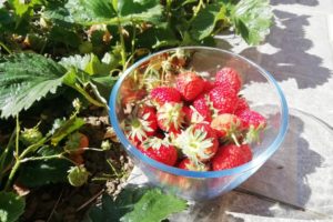 Saladier de fraises