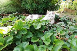 Chat dans les pieds de fraises