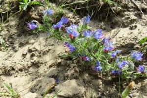 Espèce végétale sur le circuit de la dune Marchand à Zuydcoote