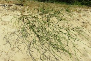 Espèce végétale sur le circuit de la dune Marchand à Zuydcoote