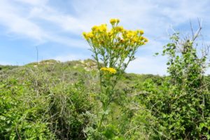 Fleur jaune dans les dunes