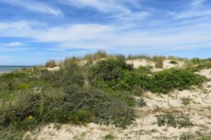 Dune du circuit de la dune Marchand à Zuydcoote