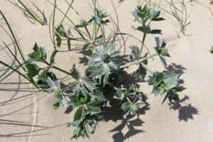 Espèce végétale sur le circuit de la dune Marchand à Zuydcoote