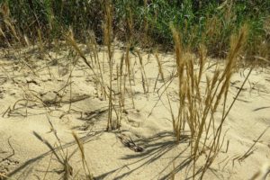 Espèce végétale de la dune Marchand à Zuydcoote