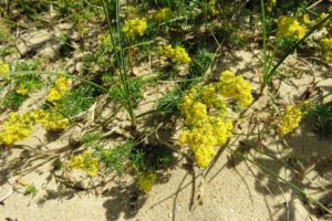 Espèce végétale de la dune Marchand à Zuydcoote