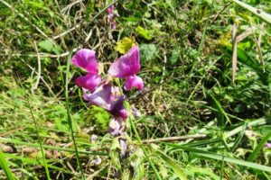 Espèce végétale de la dune Marchand à Zuydcoote