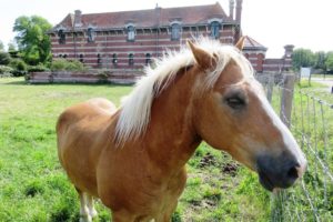 Cheval devant la ferme Nord à Zuydcoote