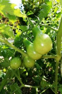 Tomates vertes dans le potager