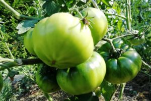 Tomates vertes dans le potager