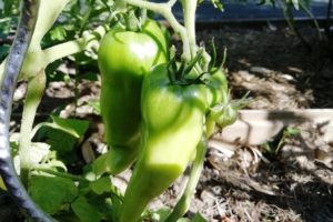 Tomates vertes dans le potager