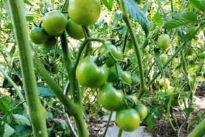 Tomates vertes dans le potager