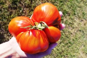 Tomate coeur de boeuf