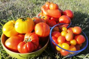Récolte de tomates du jardin