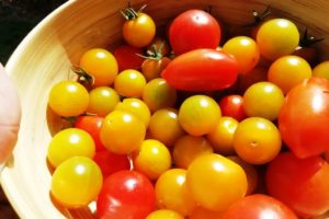 Récolte de tomates du jardin