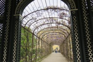 Passage recouvert de glycines dans le jardin du château de Schönbrunn à Vienne