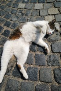 Chat allongé sur le sol au château de Budapest