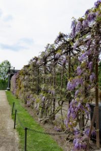 Glycines du jardin du château de Schönbrunn à Vienne