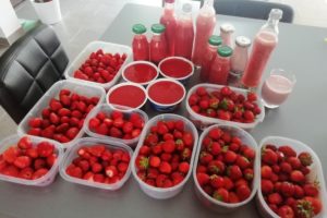 Récolte de fraises et début de transformation