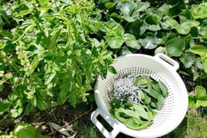 Cueillette d'herbes aromatiques