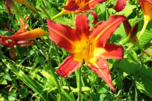 Fleur des jardins du château d'Hardelot