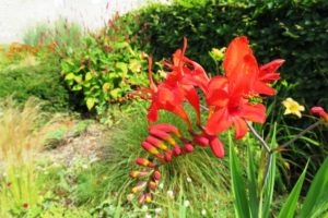 Fleur des jardins du château d'Hardelot