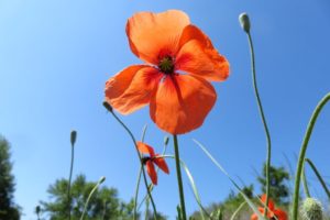 Coquelicots sur le circuit de la dune Dewulf