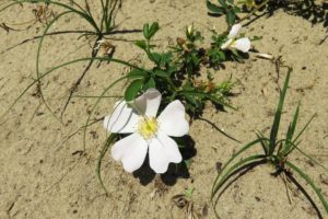 Espèce végétale sur le circuit de la dune Dewulf