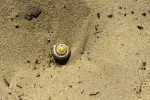 Escargot sur le sable sur le circuit de la dune Dewulf