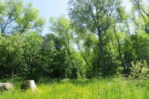 Paysage verdoyant avec arbres sur le circuit de la dune Dewulf