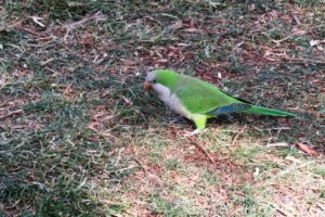 Oiseau au sol à Madrid